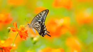 'the Beauty Of Nature Captured In This Butterfly Photography.' Wallpaper