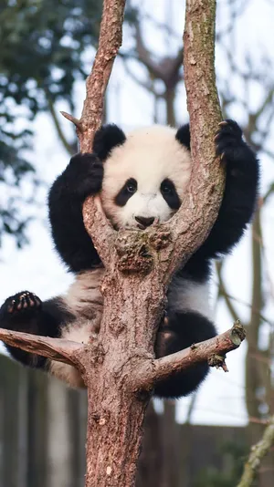 The Beauty Of Nature Comes Alive In This Picture Of A Sunrise Among The Trees. Wallpaper