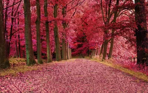 The Beauty Of Pink Fall Foliage Wallpaper