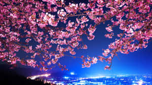 The Beauty Of Sakura Blossoms Wallpaper