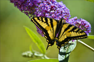 The Beauty Of The Butterfly Bush Wallpaper