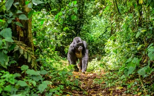 The Breath Of Nature: A Resplendent Scene Of Forest Conservation Wallpaper