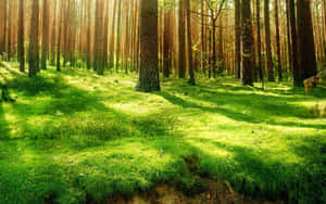 The Bright And Vibrant Colors Of The Forest Green. Wallpaper