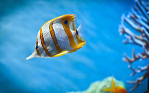 The Brilliantly Colored Orange And White Fish Wallpaper