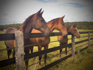 The Calm And Beauty Of A Ranch Wallpaper