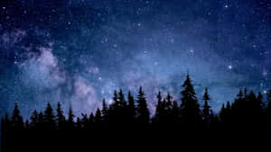 The Calming Sounds Of The Peaceful Night Forest. Wallpaper