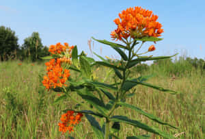 The Captivating Orange Flowers Of The Butterfly Weed Plant Wallpaper