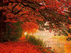 The Changing Foliage Of The Forest In Autumn Wallpaper