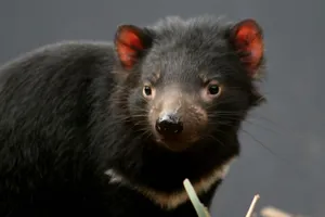 The Cuddly But Fierce Tasmanian Devil Wallpaper