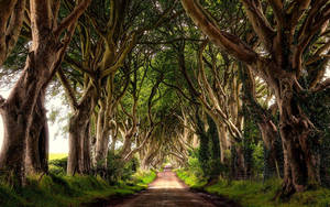 The Dark Hedges In Ireland Wallpaper