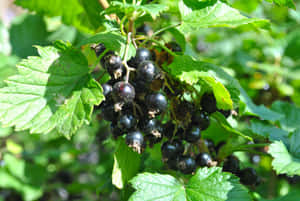 The Delicious Flavor Of Ripe Black Currants. Wallpaper