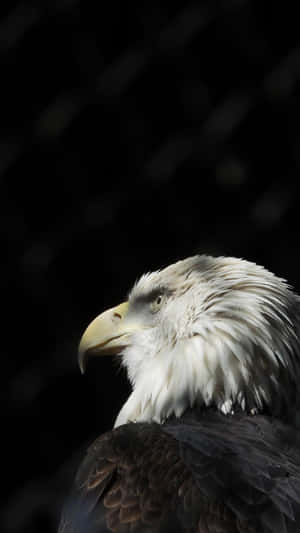 The Eagle Iphone – Experience Smart Technology Wallpaper