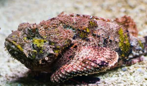 The Elusive Beauty Of A Stonefish Lying In Wait Wallpaper