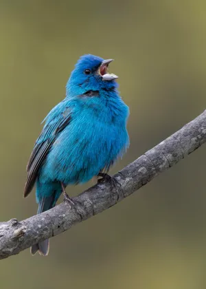 The Expansive Blue Sky Wallpaper