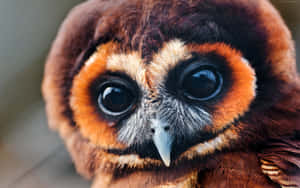 The Eyes Of National Geographic Desktop Wallpaper