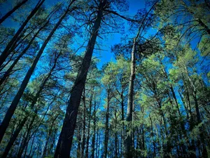 The Iconic Golden Gate Bridge Wallpaper