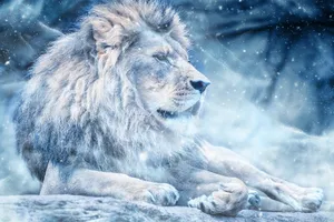 The King Of Beasts In His Majestic Winter Domain Wallpaper