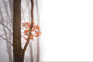 The Last Batch Of Vibrant Fall Leaves Wallpaper