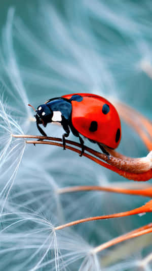 The Latest Ladybug-designed Iphone – Stunning And Unique Wallpaper