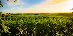 The Lotus Floating On The Glassy Water Wallpaper
