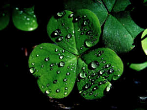 The Luck Of The Irish! Wallpaper