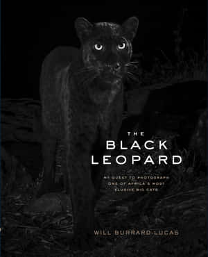 The Majestic Black Leopard Wallpaper