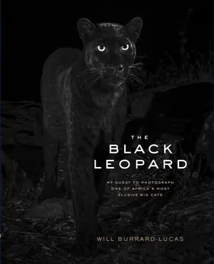The Majestic Black Leopard Wallpaper
