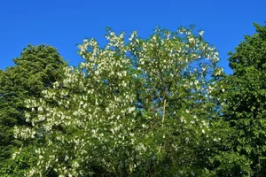 The Majestic Black Locust Tree Wallpaper