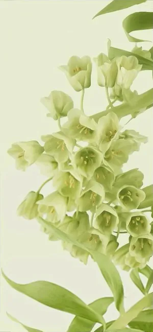 The New Google Pixel 6 Pro, Faster And Smarter Wallpaper