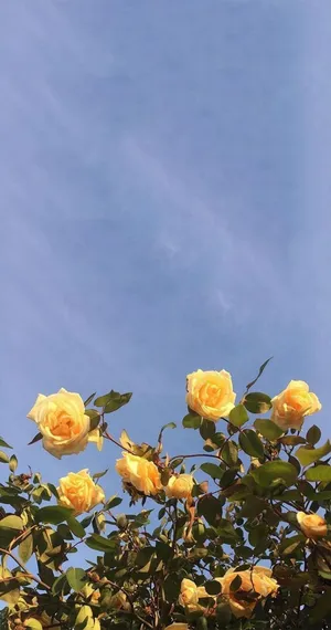 The Perfect Yellow Aesthetic Iphone Wallpaper