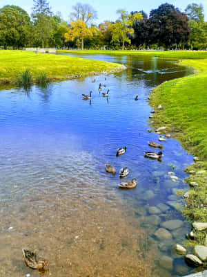 The Pond And The Ugly Ducklings Wallpaper