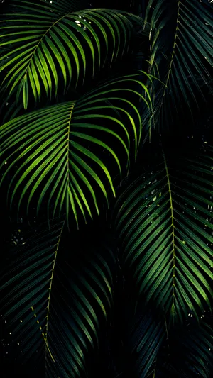 The Power Of The Iphone 11 Green Wallpaper