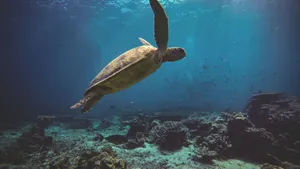 The Power Of The Ocean: Seascape And Marine Life, Preserving The Beauty Of Our Blue Planet. Wallpaper