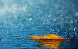 The Rain In All Its Splendor Wallpaper