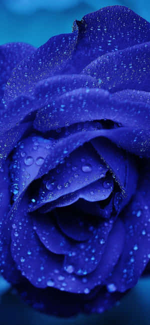 The Rich Beauty Of Dark Blue Rose Abstract