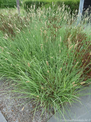 The Rolling Hills Of Blue Grass Wallpaper