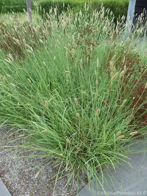 The Rolling Hills Of Blue Grass Wallpaper