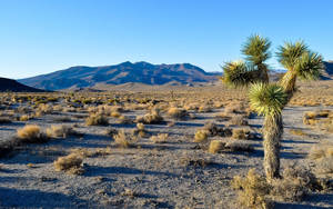 The Scenic Exodus At Joshua Tree National Park Wallpaper