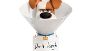 The Secret Life Of Pets 2 Dont Laugh Wallpaper