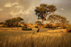 The Serengeti – Beauty And Wonder Awaits Wallpaper