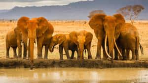 The Serengeti Plains Of Tanzania, Africa Wallpaper