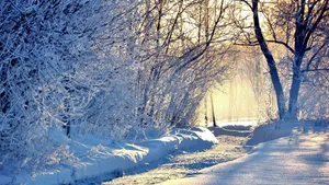 The Snow-covered Path Of A Winter's Forest