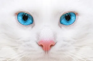 The Soulful Stare Of A Beautiful Cat Wallpaper