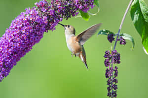 The Stunning Beauty Of A Butterfly Bush Wallpaper