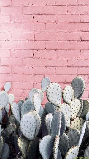 The Substantial Benefits Of Cacti Wallpaper
