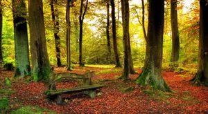 The Tranquil Beauty Of The Forest Wallpaper