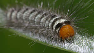 The Transformation Of A Caterpillar Into A Beautiful Butterfly Wallpaper