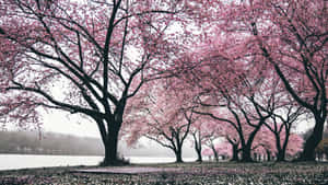 The Trees Of Aesthetic Cherry Blossom Wallpaper