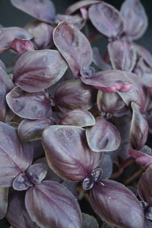 The Vibrant Blossoms Of Purple Basil. Wallpaper