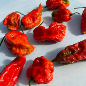 The World's Hottest Pepper - The Ghost Pepper